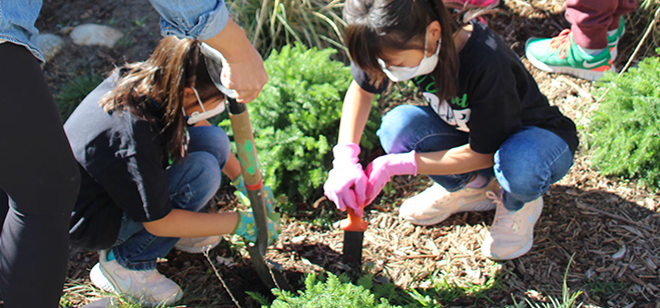 Students with garden implements, squatting in a garden, digging in the mulch between numerous green plants.