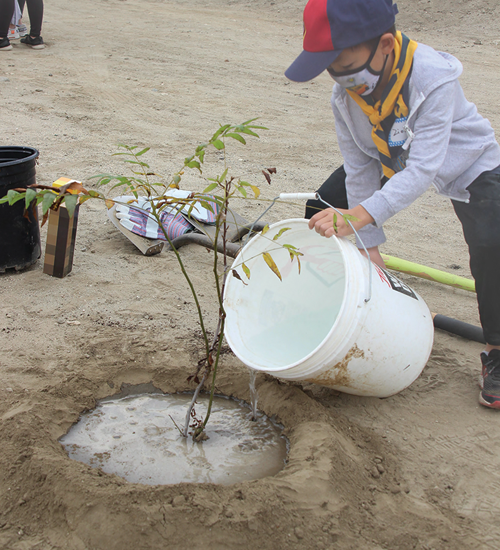 A young child pouring water over a freshly planted tree.