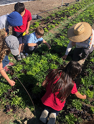 Children explore a lettuce bed at The Ecology Center. A girl kneels in the bed at the bottom front, while four other children look on, kneeling and leaning over from the left of the frame.  An instructor sifts through the lettuce bed in the center right of the shot, her face concealed beneath a straw hat.