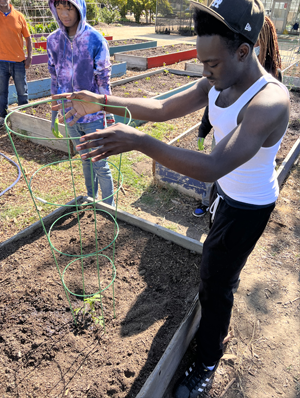 GAP Student places a green tomato cage around a small seedling