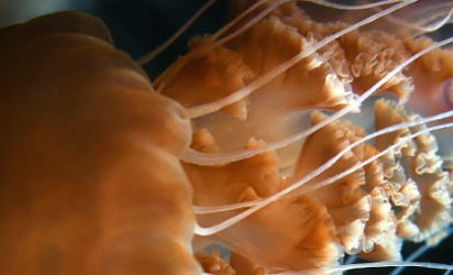 An orange and brown appearing Jellyfish against a dark black backdrop.