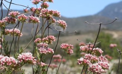 Picture of wildflowers in focus in the foreground with mountains and sky out of focus in the background, covered in brown and green vegetation.