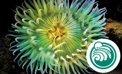 Bright green anemone against a dark backdrop. A green circular logo appears on the right side of the image over white.